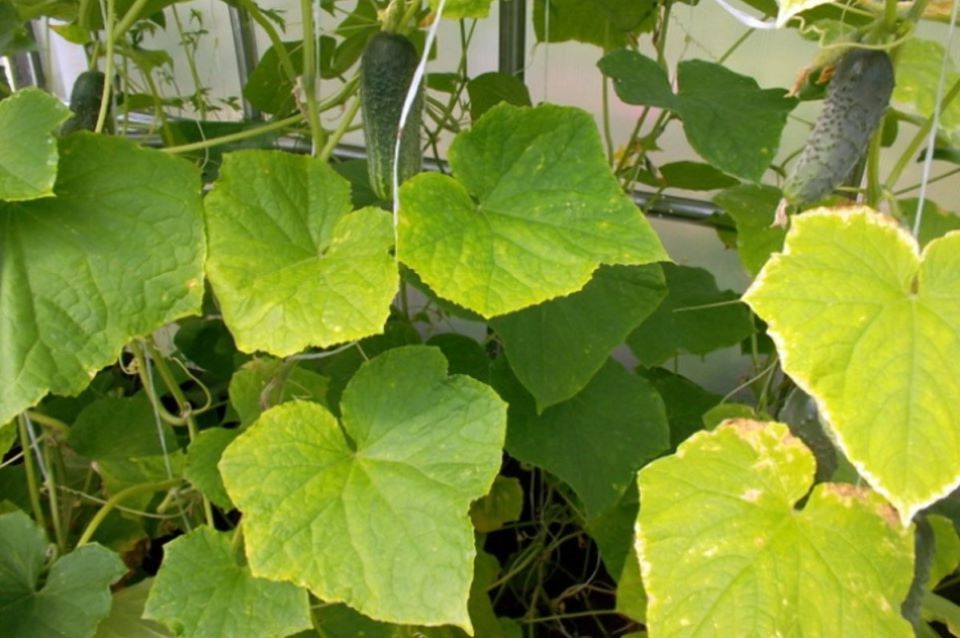 Как предотвратить пожелтение листьев огурцов