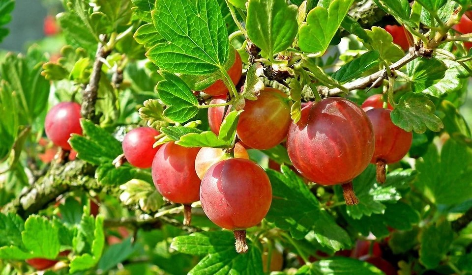 Мучнистая роса на крыжовнике