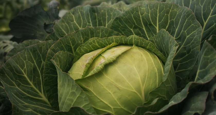 Обработка капусты в июле от белокрылки