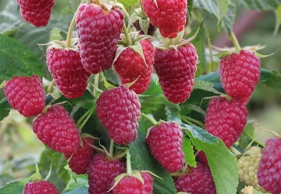 Подкормка малины ранней весной