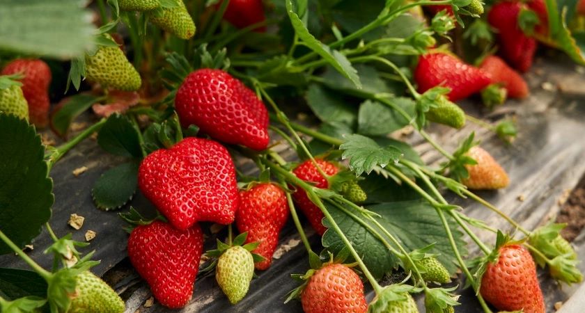 Подкормка для крупной, сладкой и сочной клубники