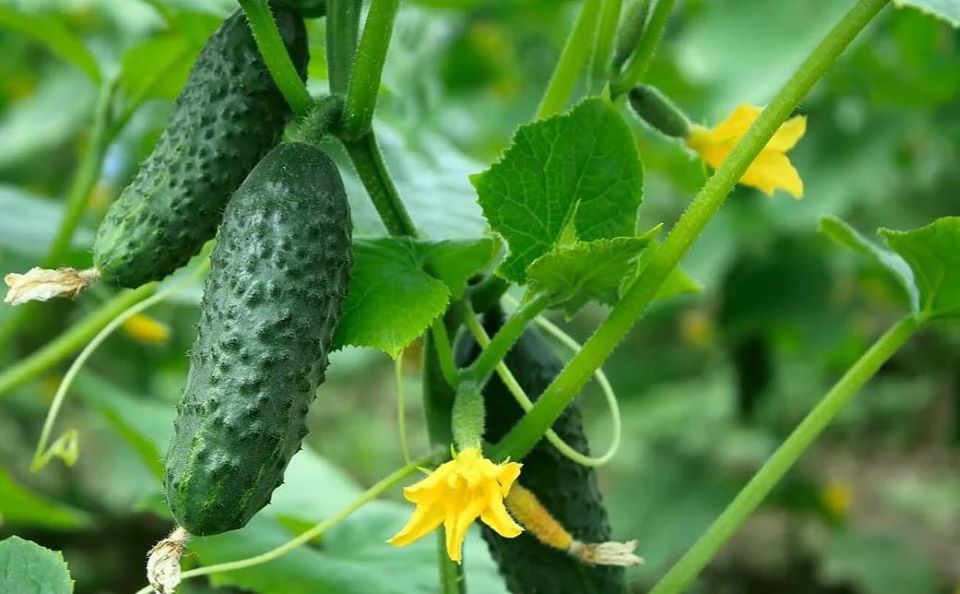 Подкормка йод с молоком для огурцов