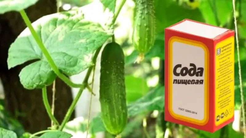 Подкормка огурцов содой