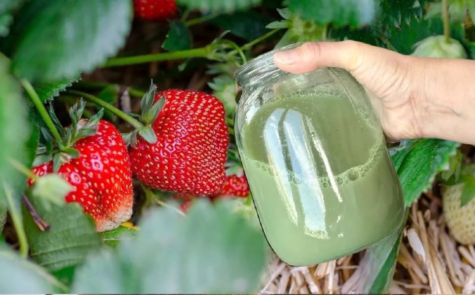 Поливаем в мае клубнику настоем крапивы и ягоды будут сладкими