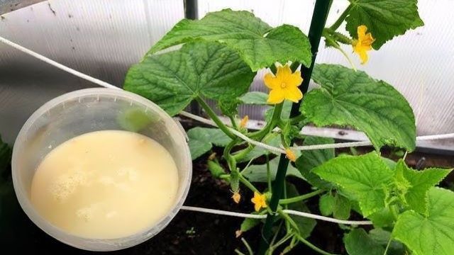 «Ракетное топливо для огурцов»