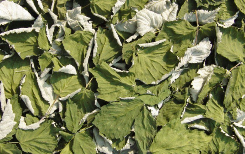 Собираем листья ежевики на чай