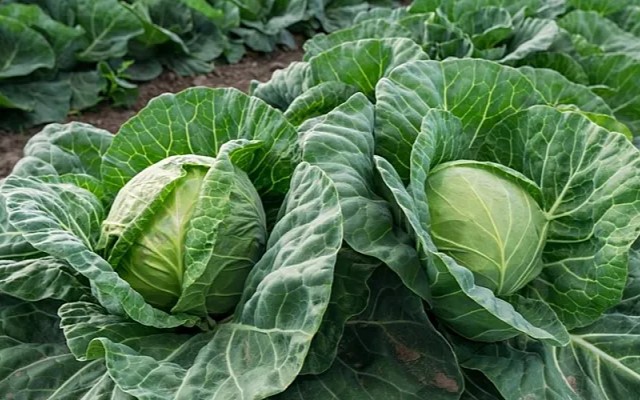 Защитить капусту от вредителей